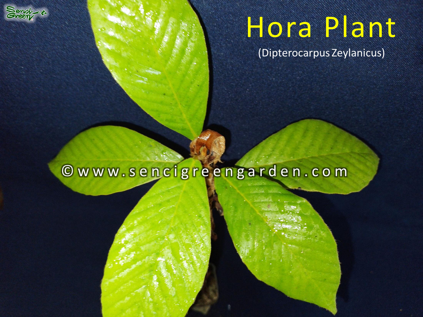 Hora Live Plant (Dipterocarpus Zeylanicus) x1 plant