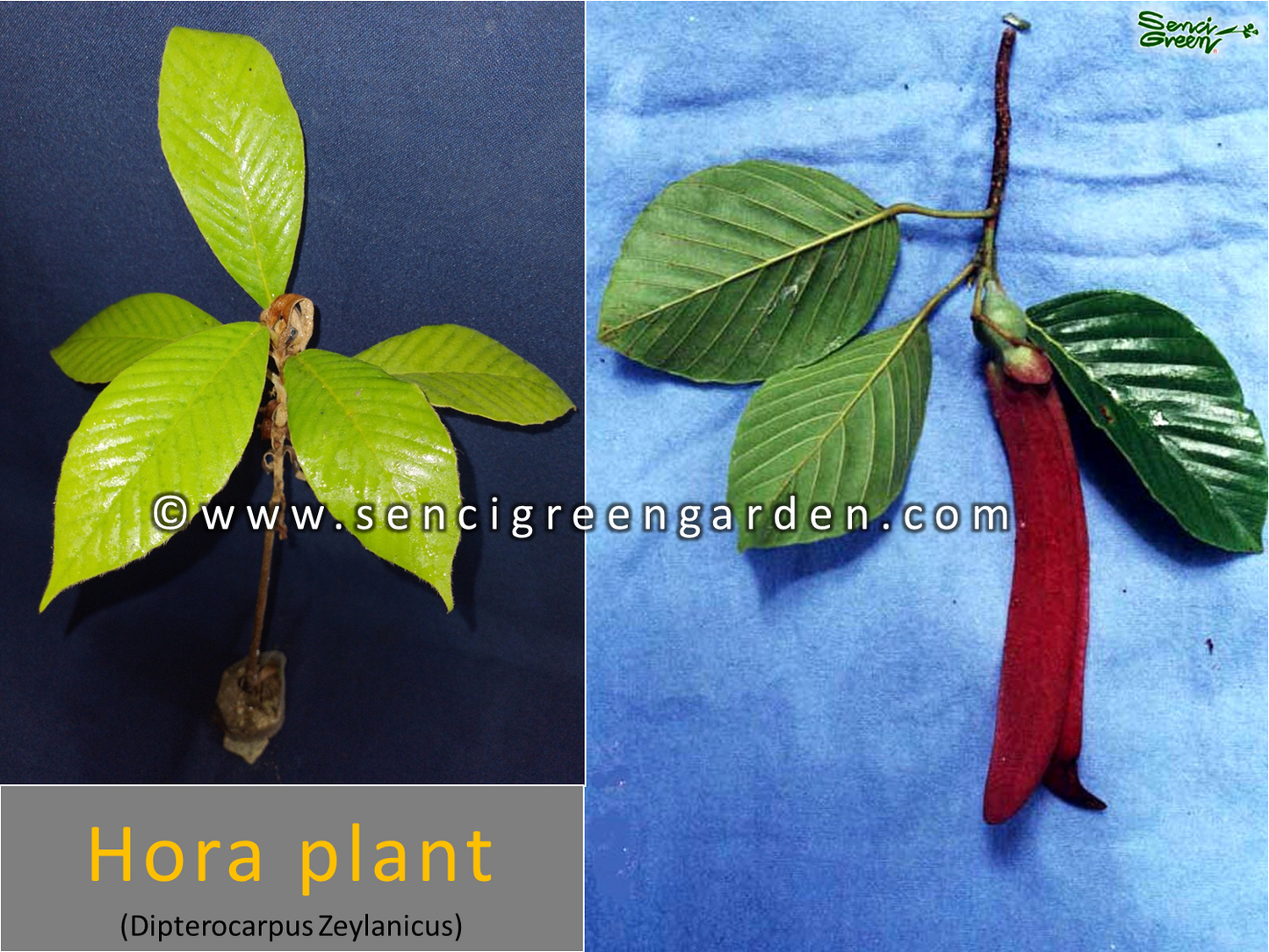Hora Live Plant (Dipterocarpus Zeylanicus) x1 plant