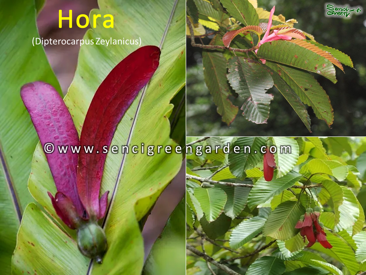 Hora Live Plant (Dipterocarpus Zeylanicus) x1 plant