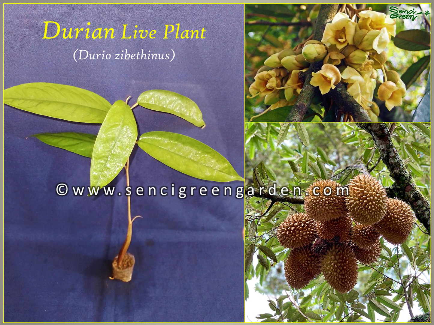 Durian Live Plant (Durio zibethinus) 8"-12" Inches Size