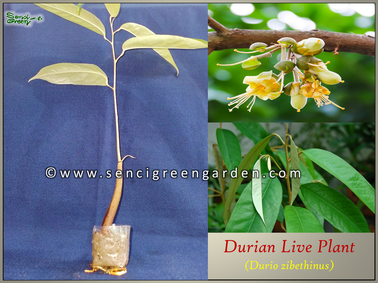Durian Live Plant (Durio zibethinus) 8"-12" Inches Size