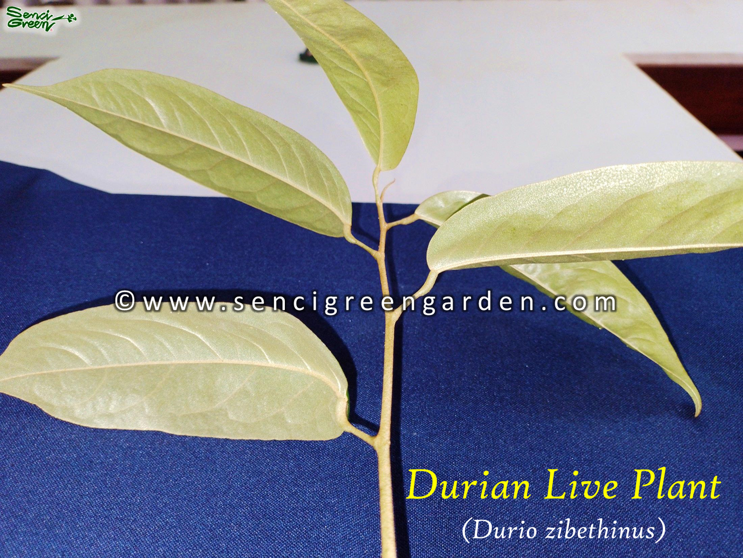 Durian Live Plant (Durio zibethinus) 8"-12" Inches Size