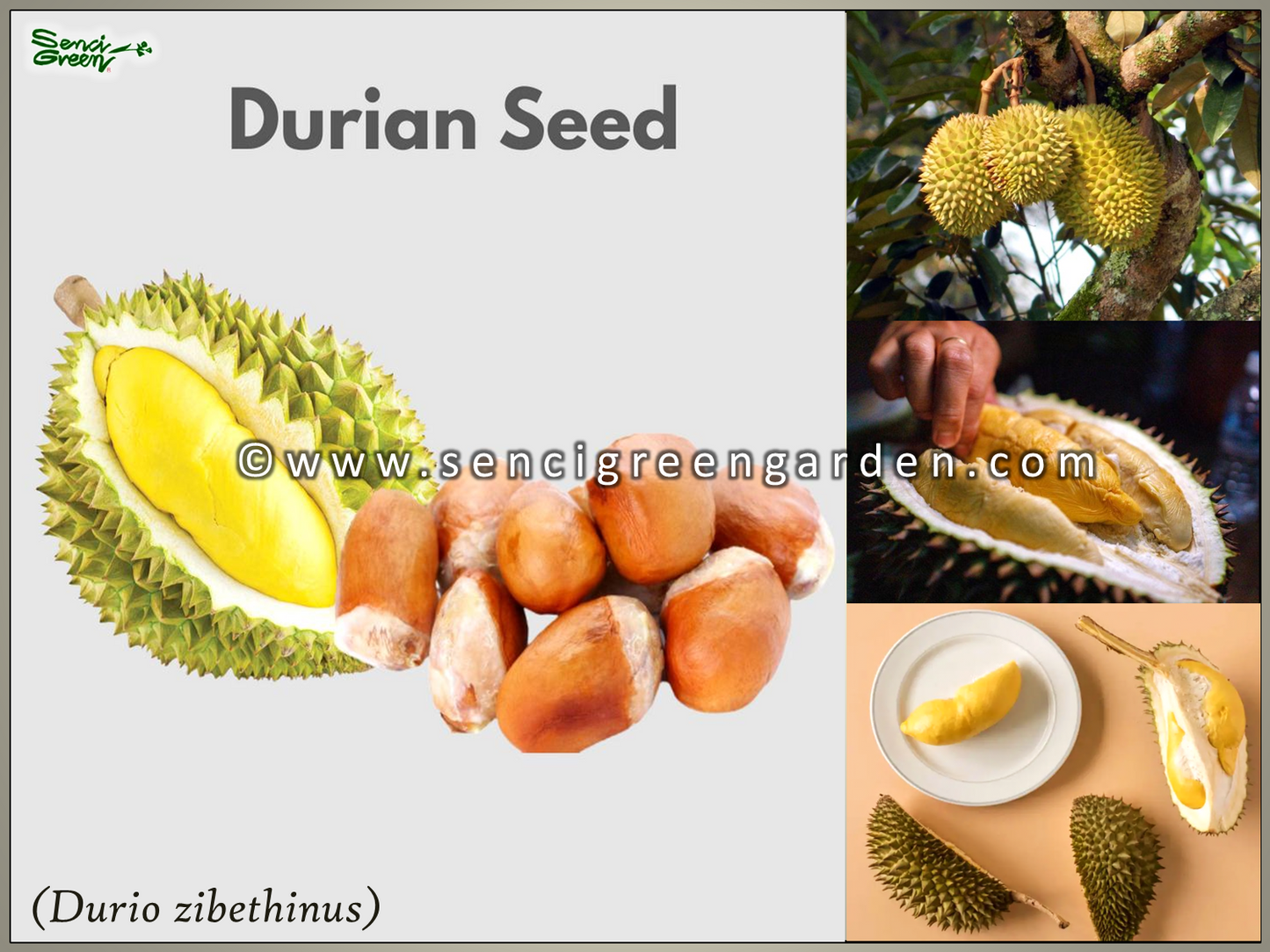Durian Live Plant (Durio zibethinus) 8"-12" Inches Size