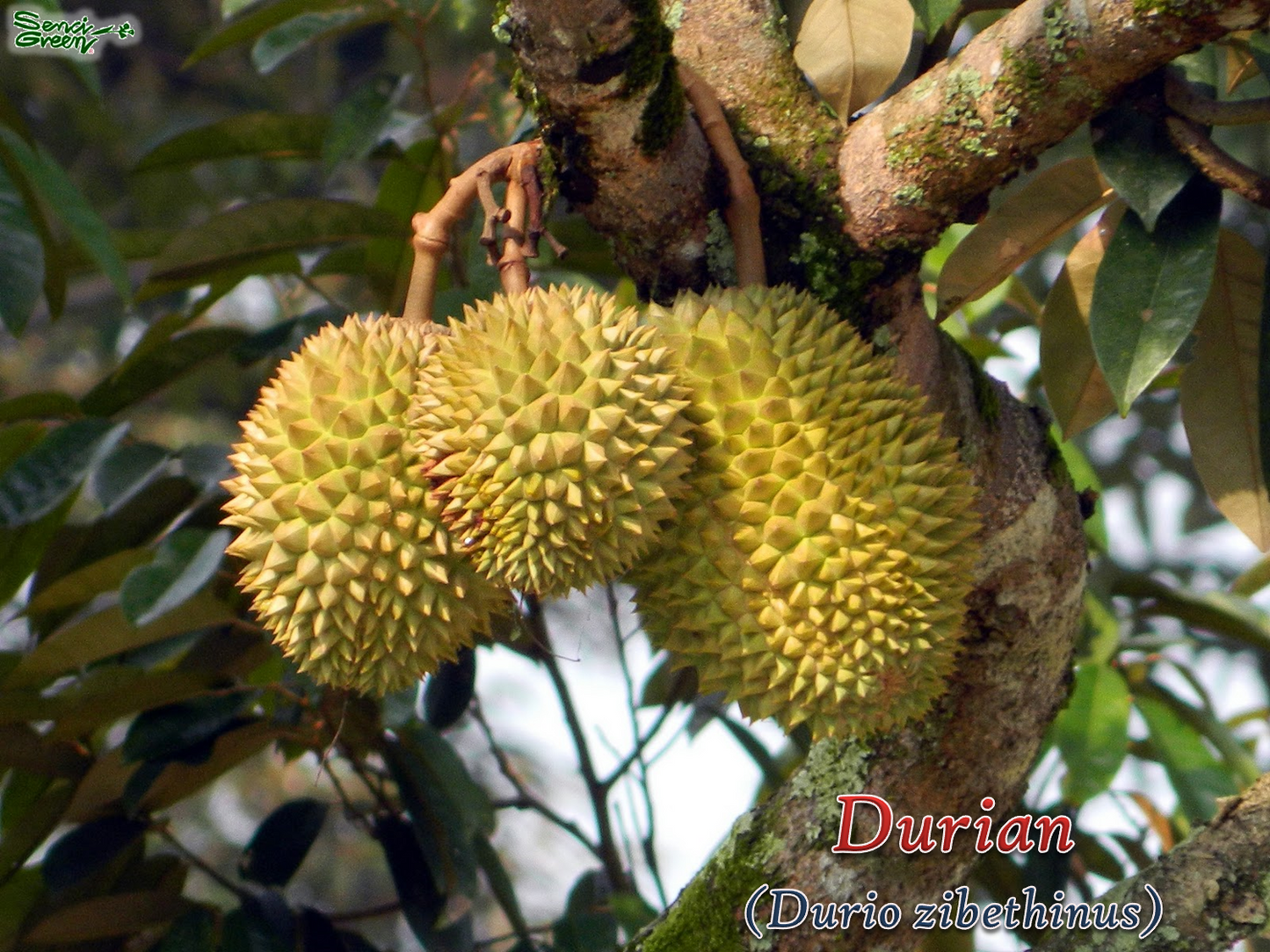 Durian Live Plant (Durio zibethinus) 8"-12" Inches Size