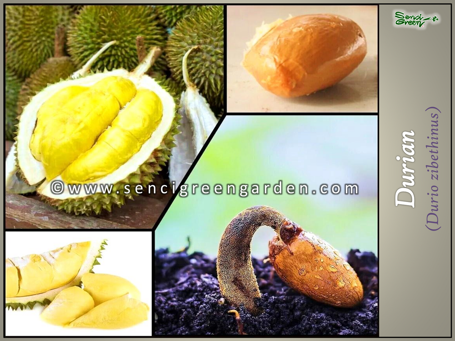 Durian Live Plant (Durio zibethinus) 8"-12" Inches Size