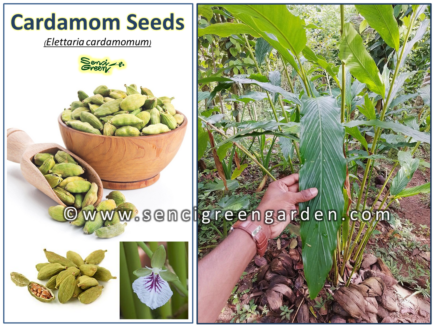 Elettaria cardamomum seeds