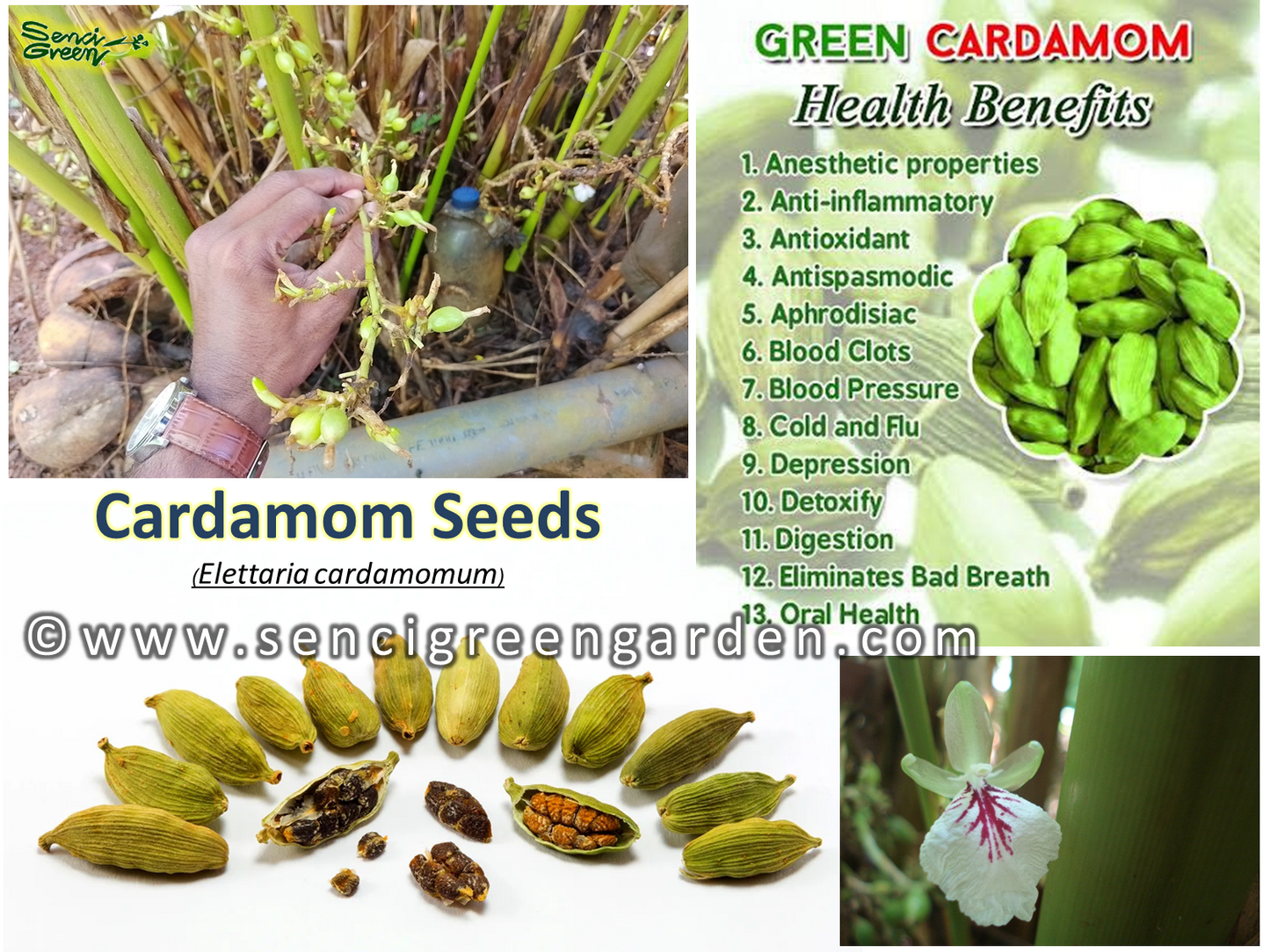Elettaria cardamomum seeds