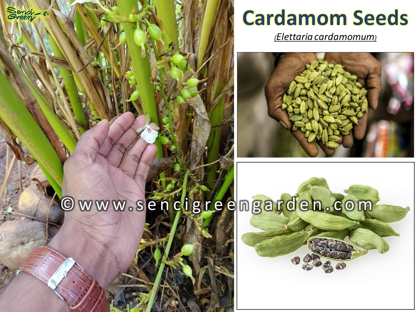 Elettaria cardamomum seeds
