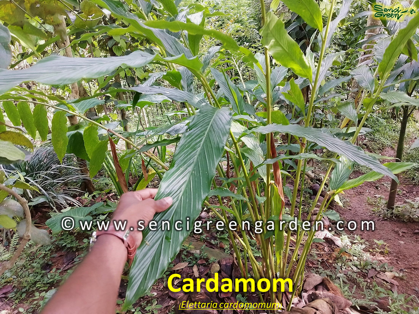 Cardamom Organic Natural Ceylon Pure Seeds Pods Quality x25 fresh seeds