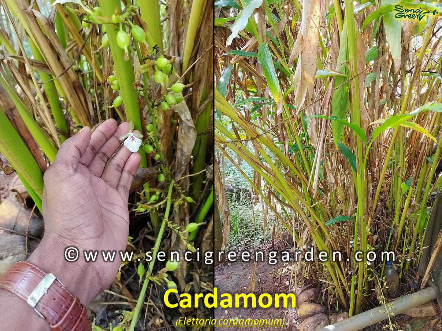 Elettaria cardamomum seeds