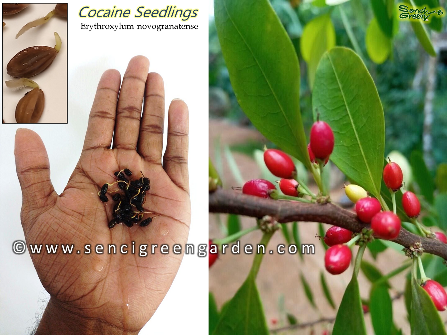 Coca Seedlings (Erythroxylum novogranatense)