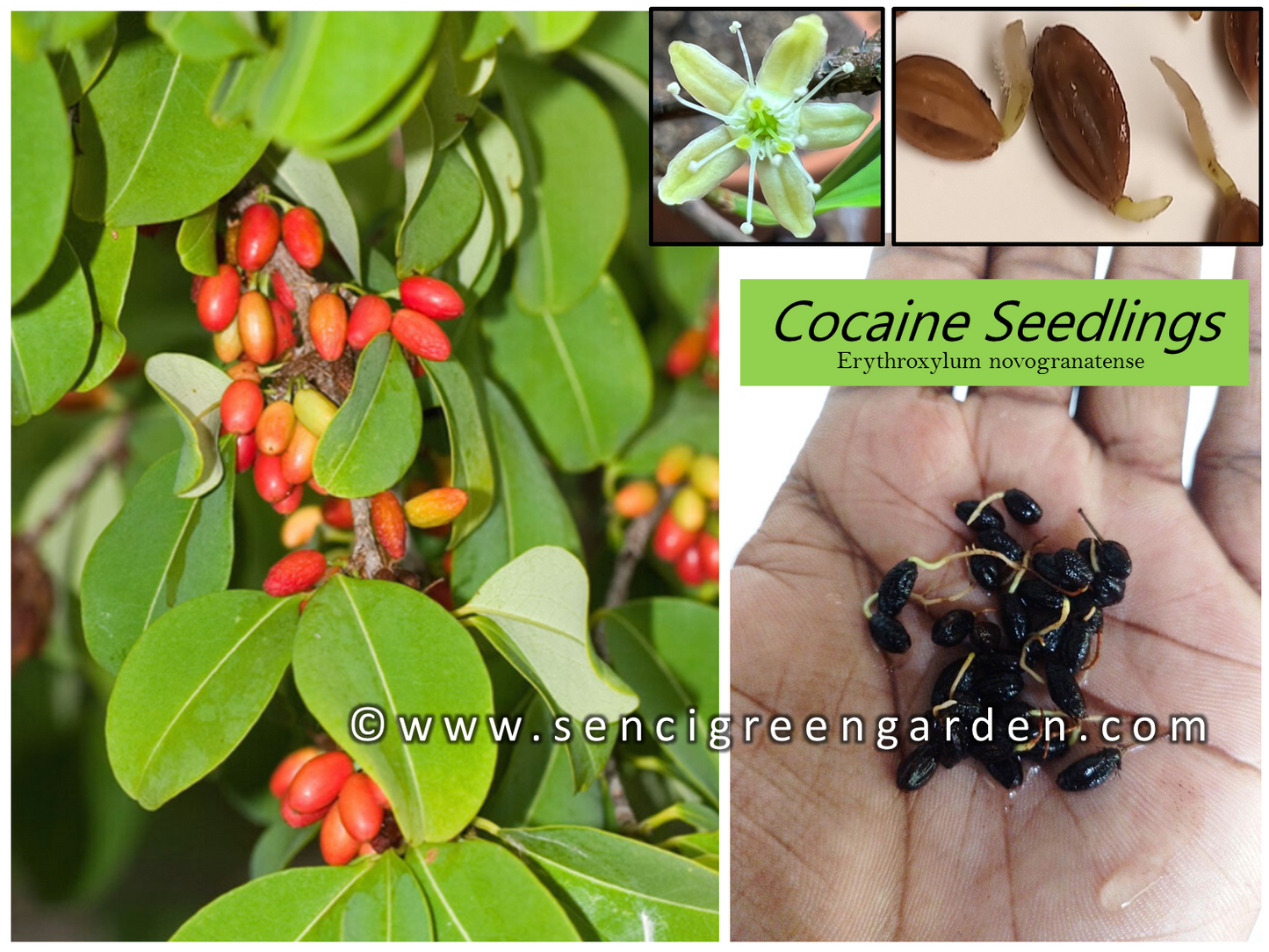 Coca Seedlings (Erythroxylum novogranatense)