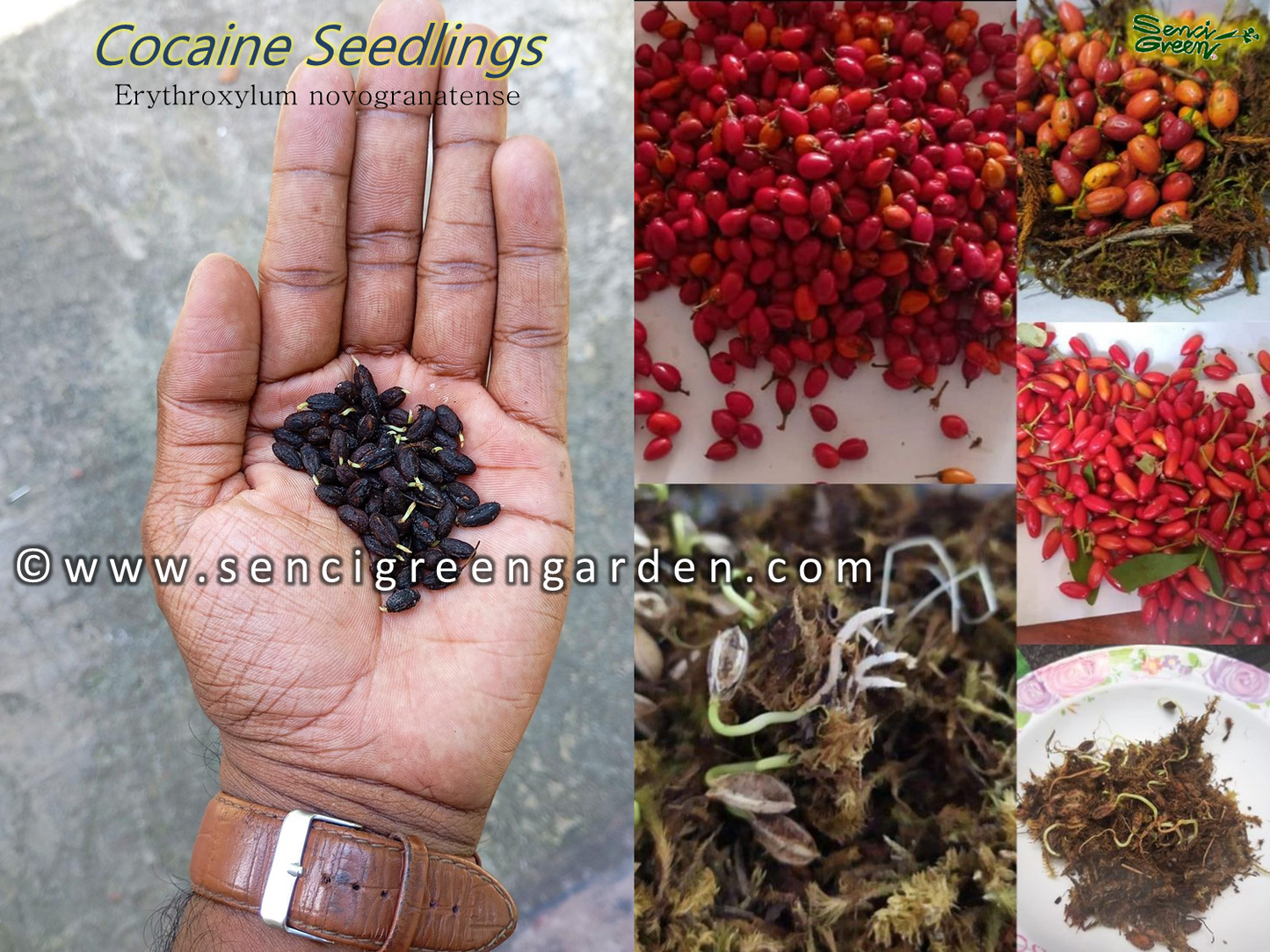 Coca Seedlings (Erythroxylum novogranatense)