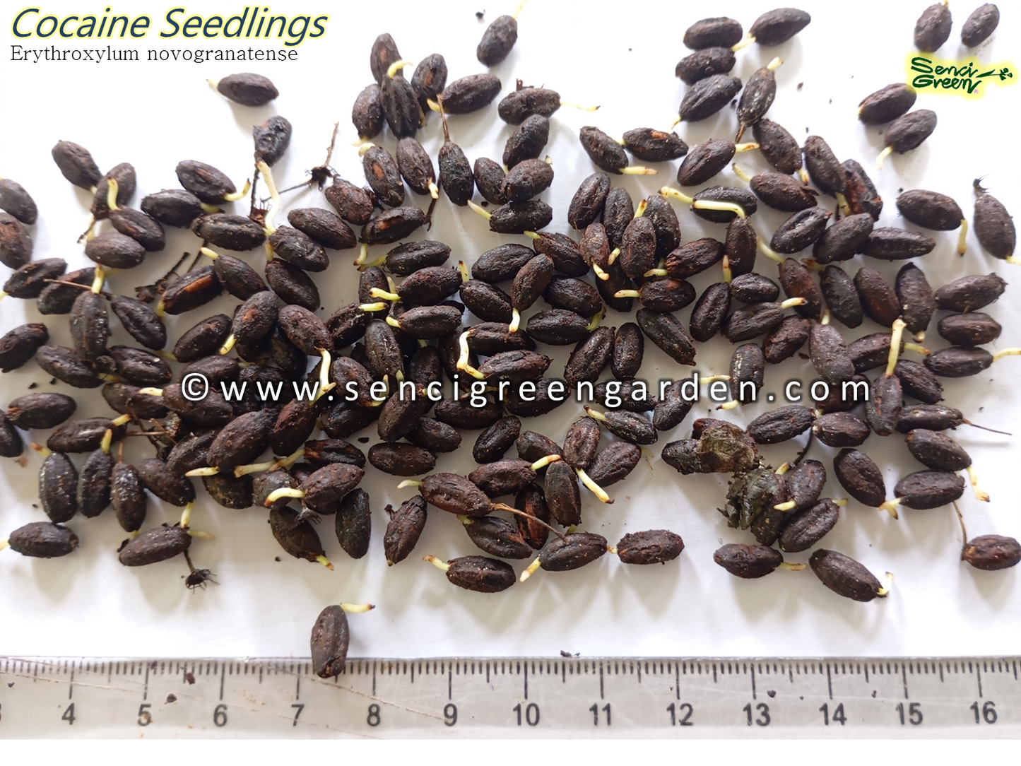 Coca Seedlings (Erythroxylum novogranatense)