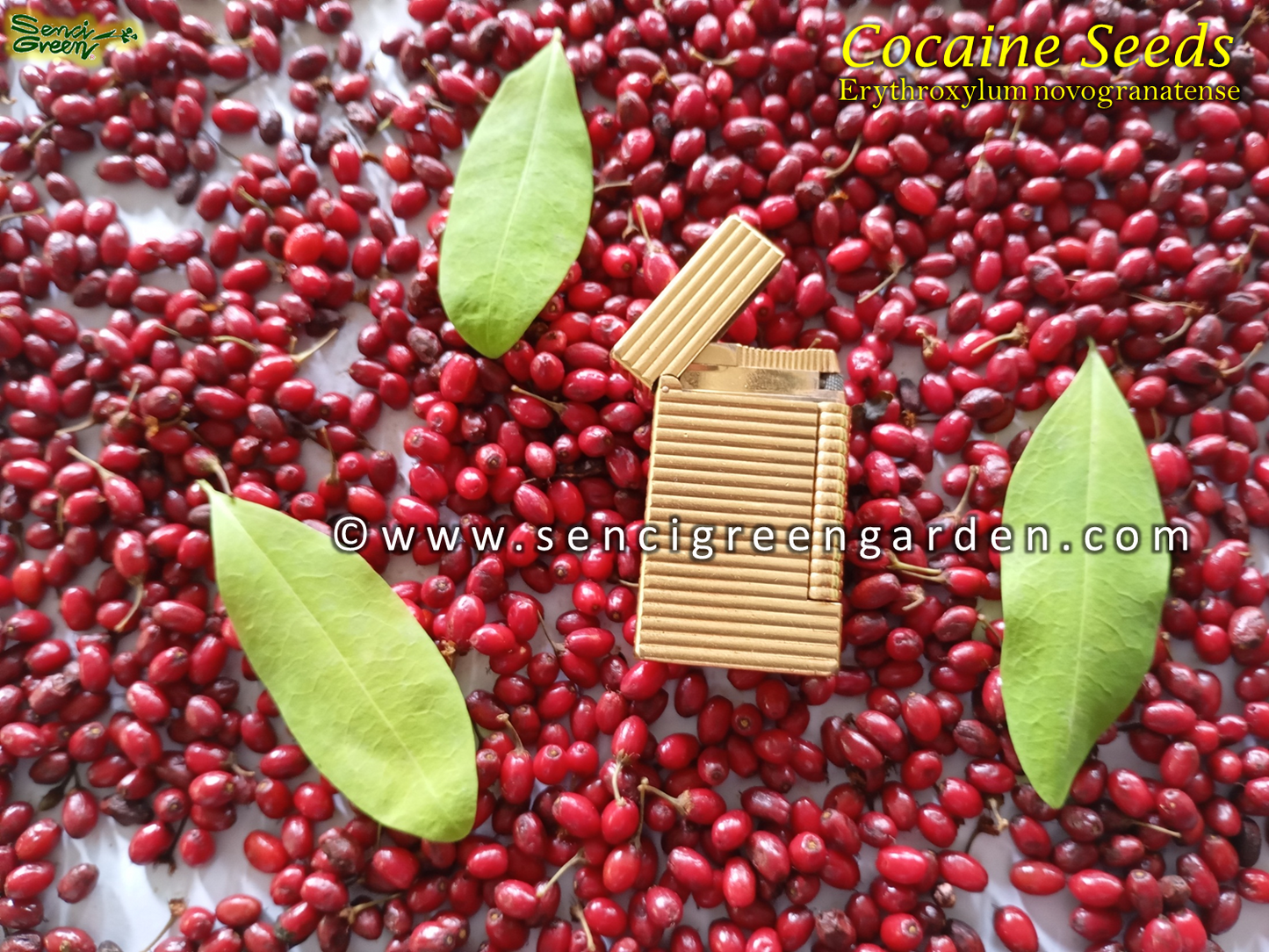 Erythroxylum novogranatense (Colombian Coca) seeds