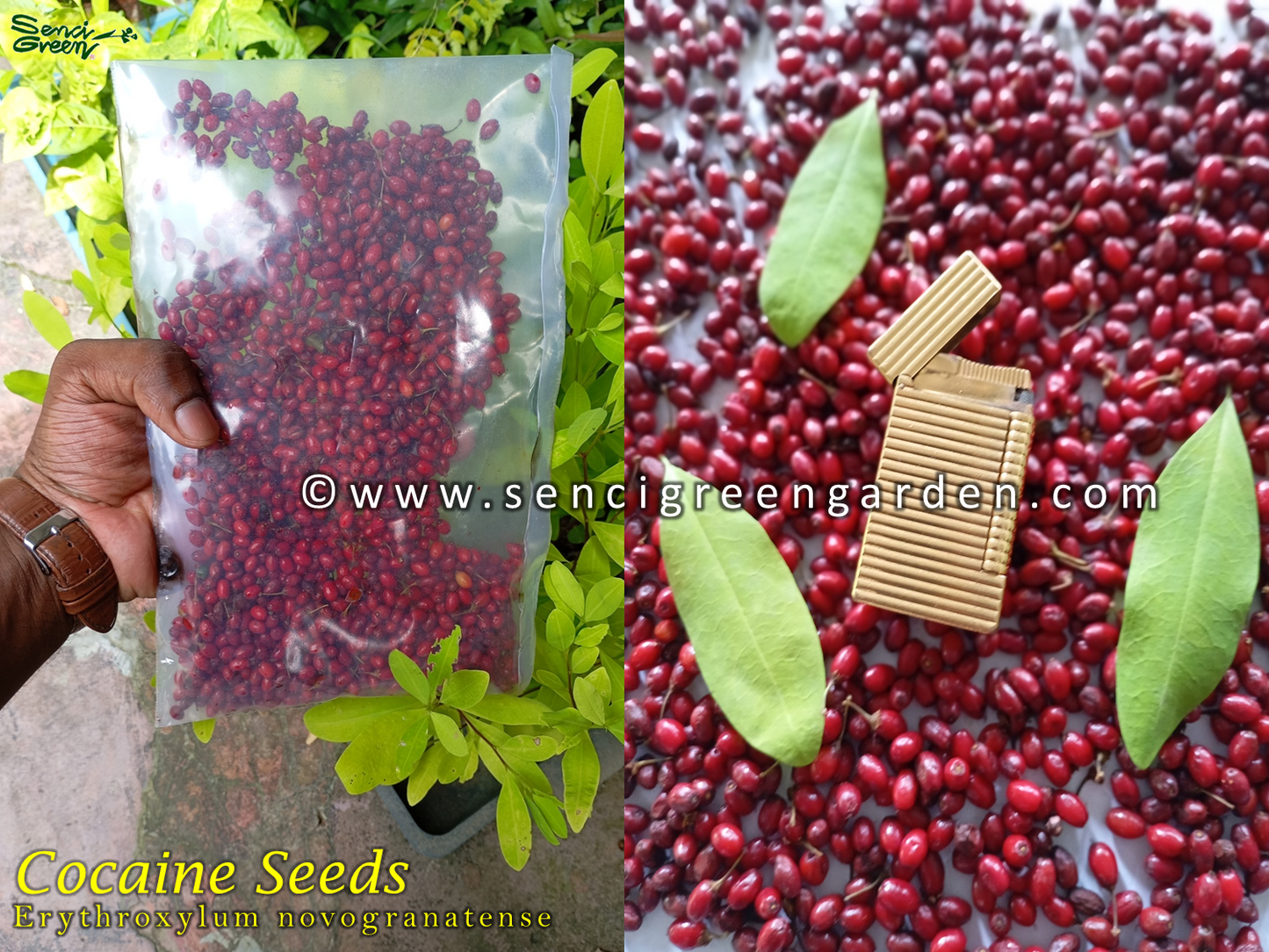 Erythroxylum novogranatense (Colombian Coca) seeds
