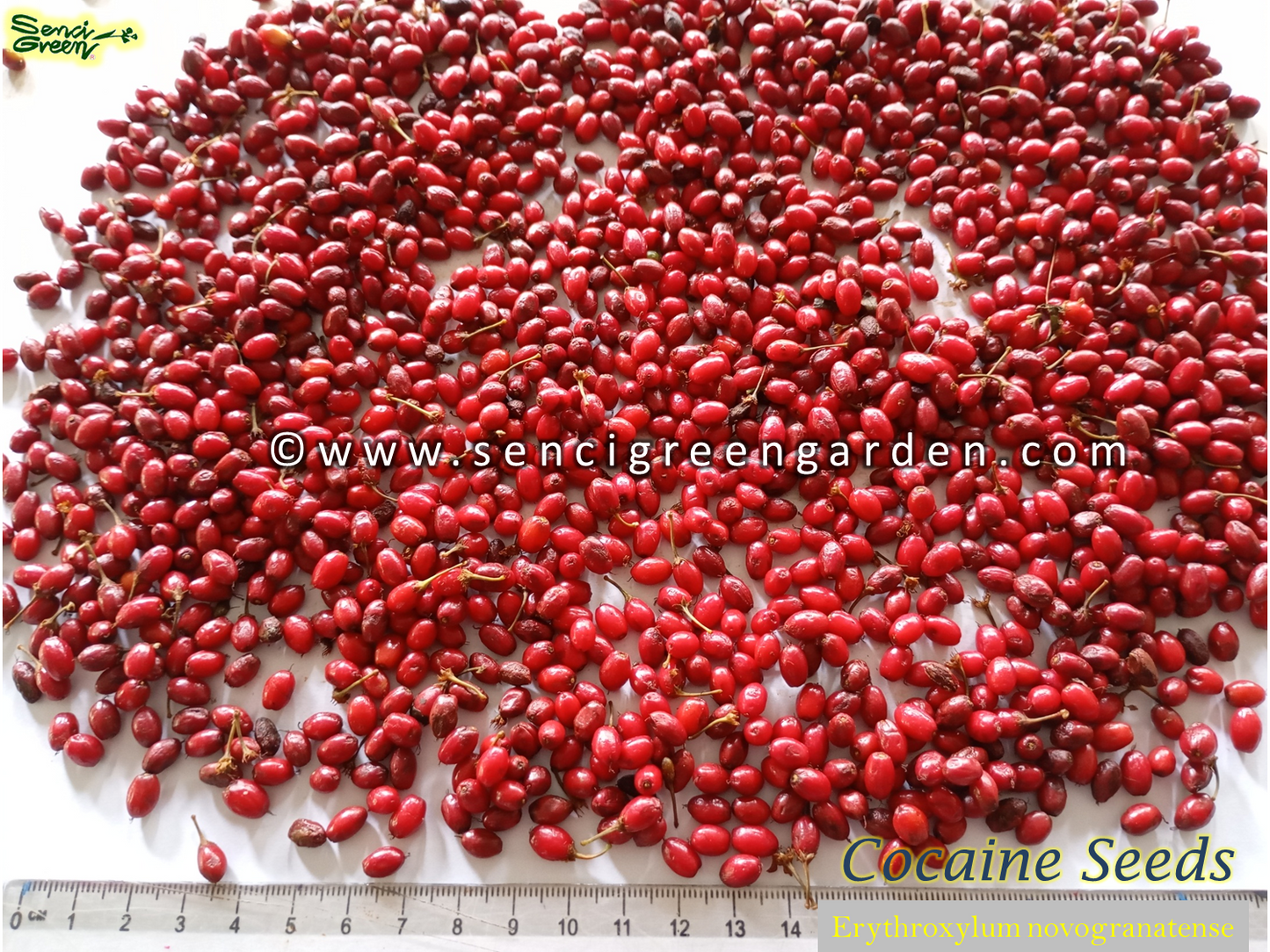 Erythroxylum novogranatense (Colombian Coca) seeds