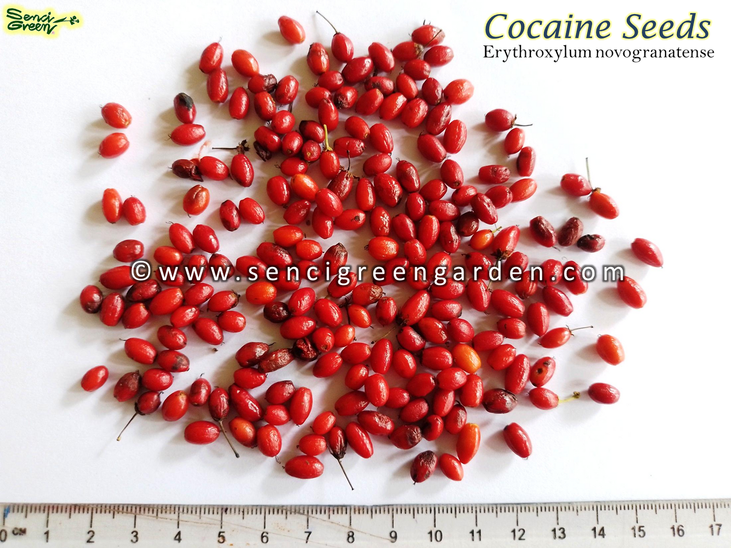 Erythroxylum novogranatense (Colombian Coca) seeds