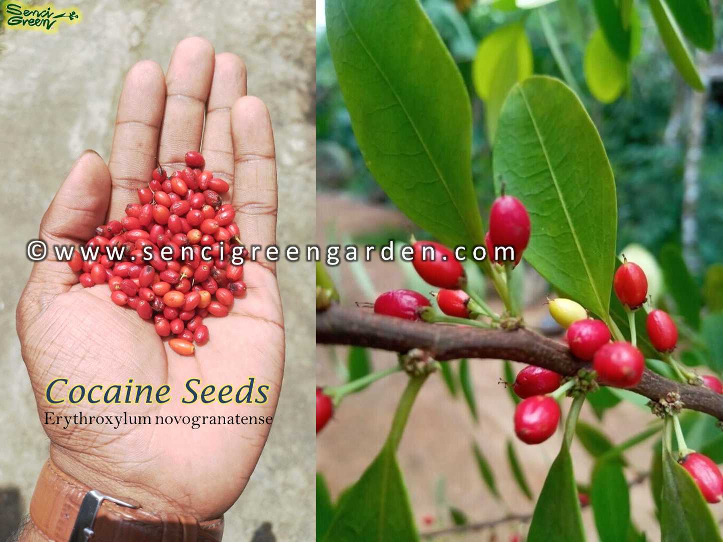 Erythroxylum novogranatense (Colombian Coca) seeds