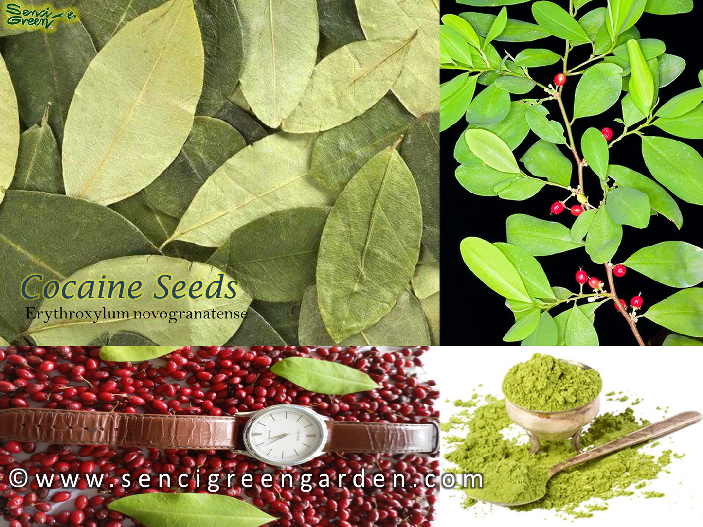 Erythroxylum novogranatense (Colombian Coca) seeds