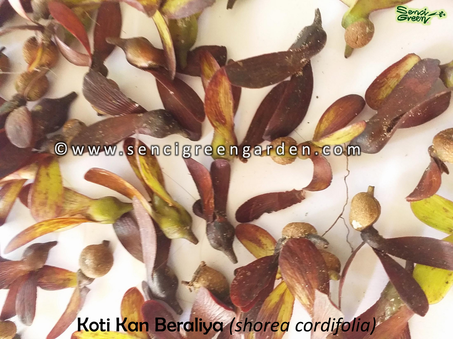 Koti kan Beraliya Seeds (Shorea cordifolia)