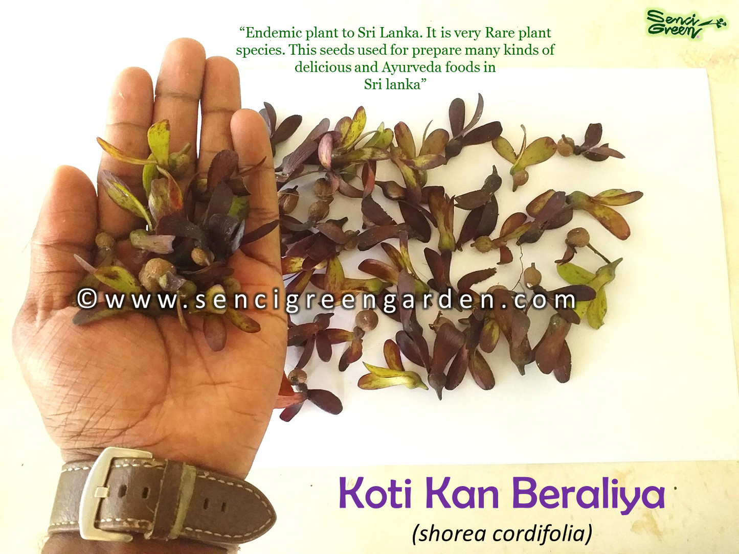 Koti kan Beraliya Seeds (Shorea cordifolia)