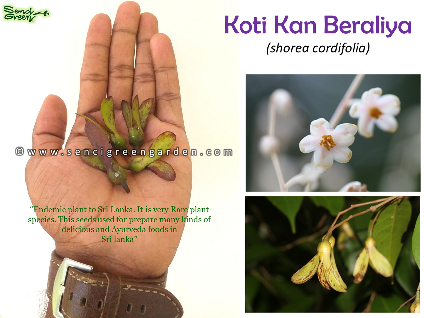 Koti kan Beraliya Seeds (Shorea cordifolia)