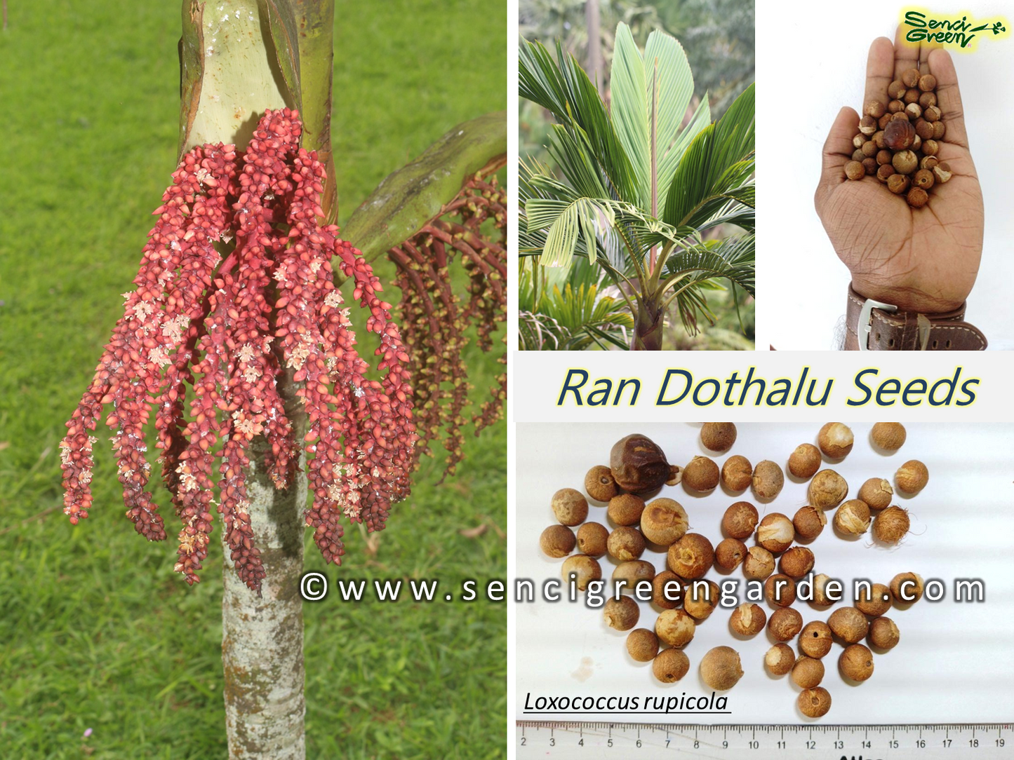 Loxococcus rupicola Seeds