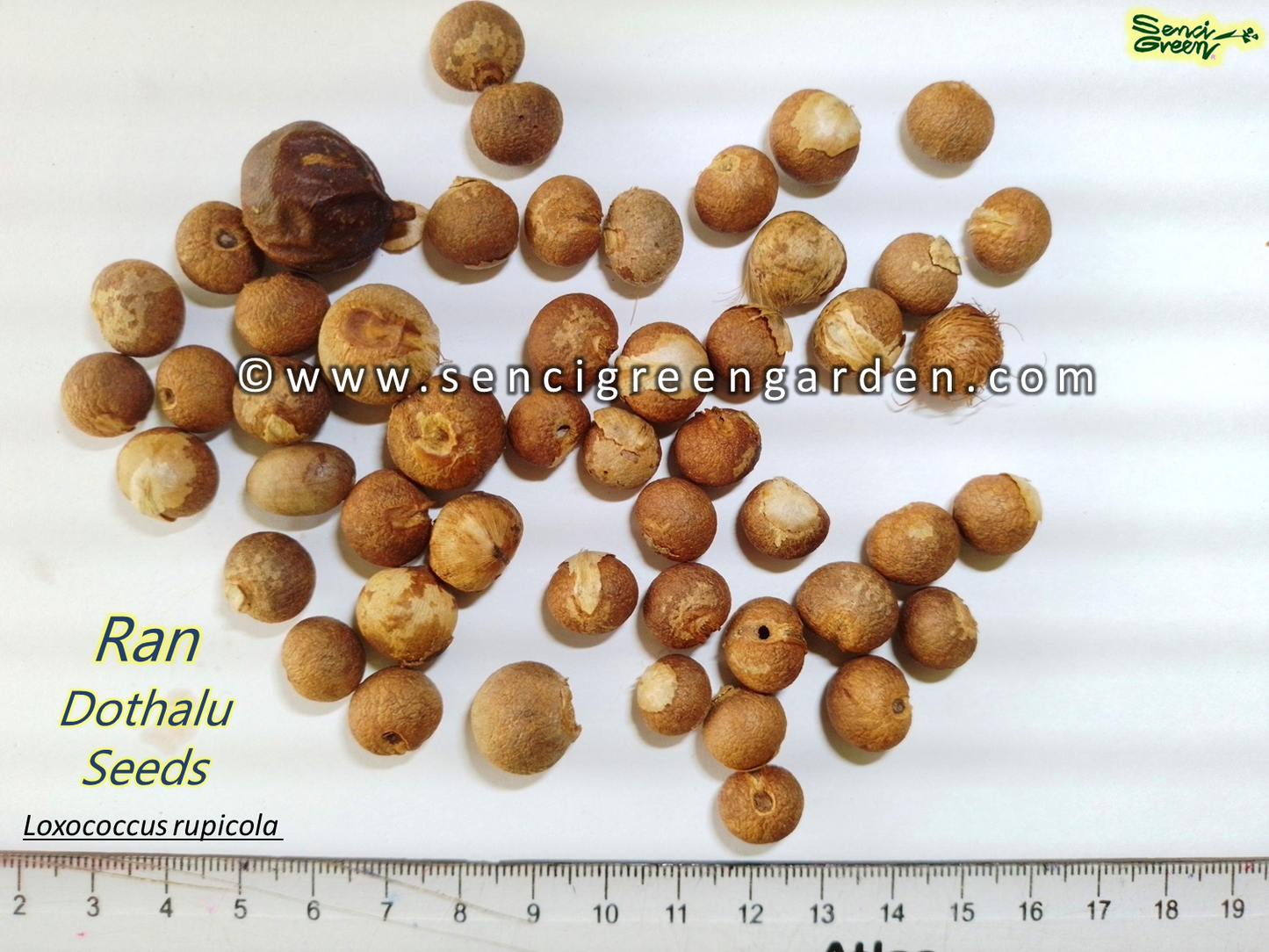 Loxococcus rupicola Seeds