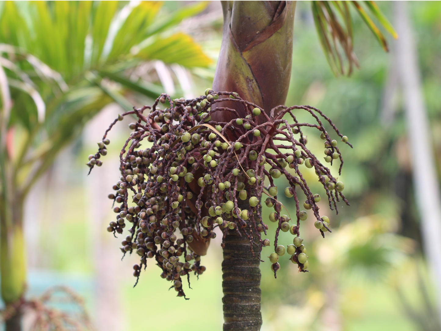 Loxococcus rupicola Seeds