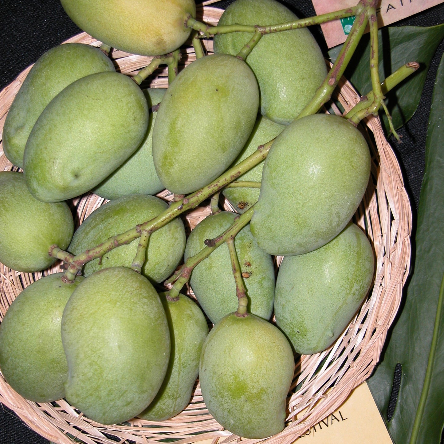 Delicious Mango Seeds (Mangifera indica)