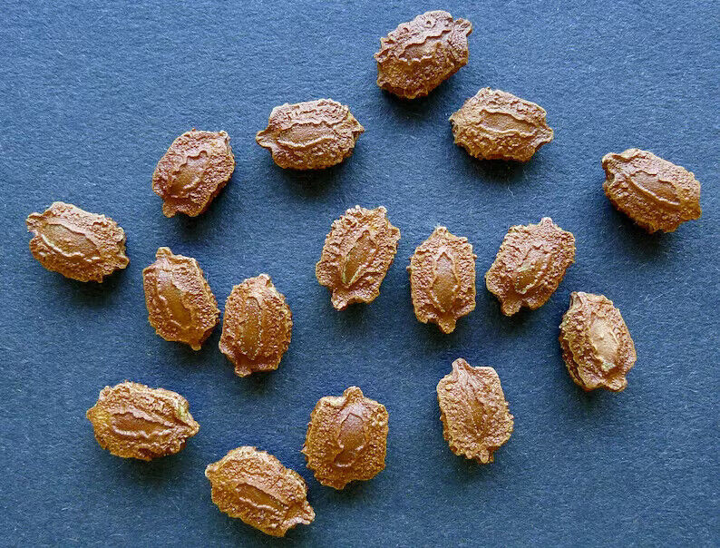 Bitter Gourd Seeds (Momordica charantia) Vegetable Seeds Organic fresh 10 seeds