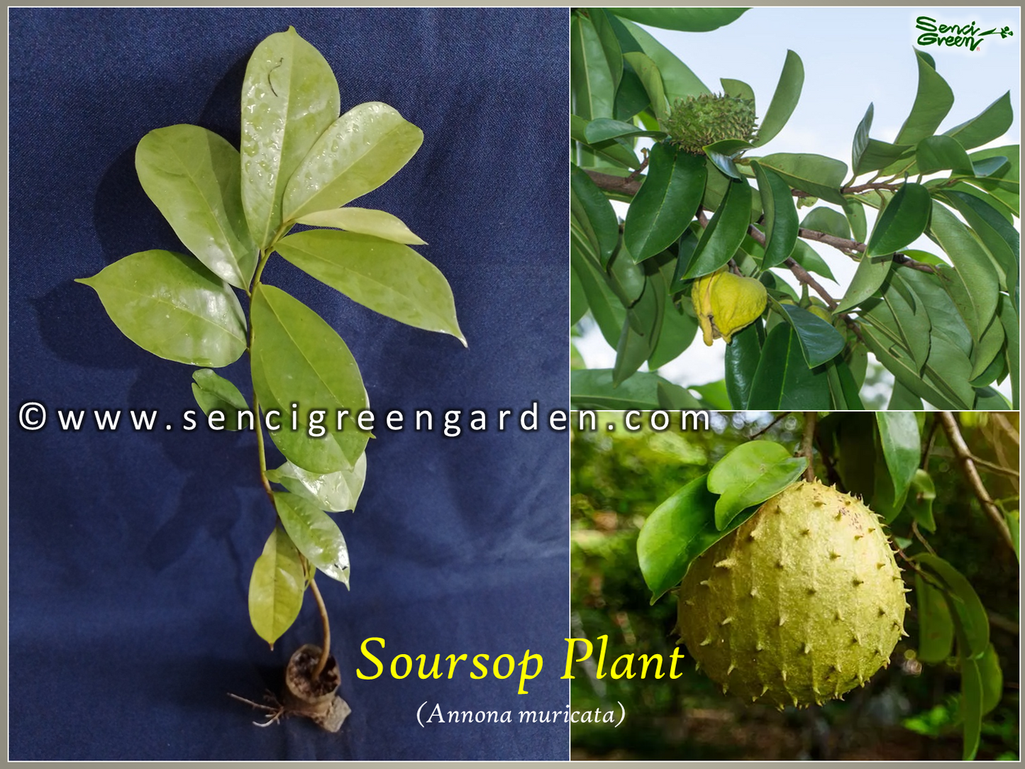 Soursop Plant (Annona muricata) 8"-12" Inches Size x1 Plant