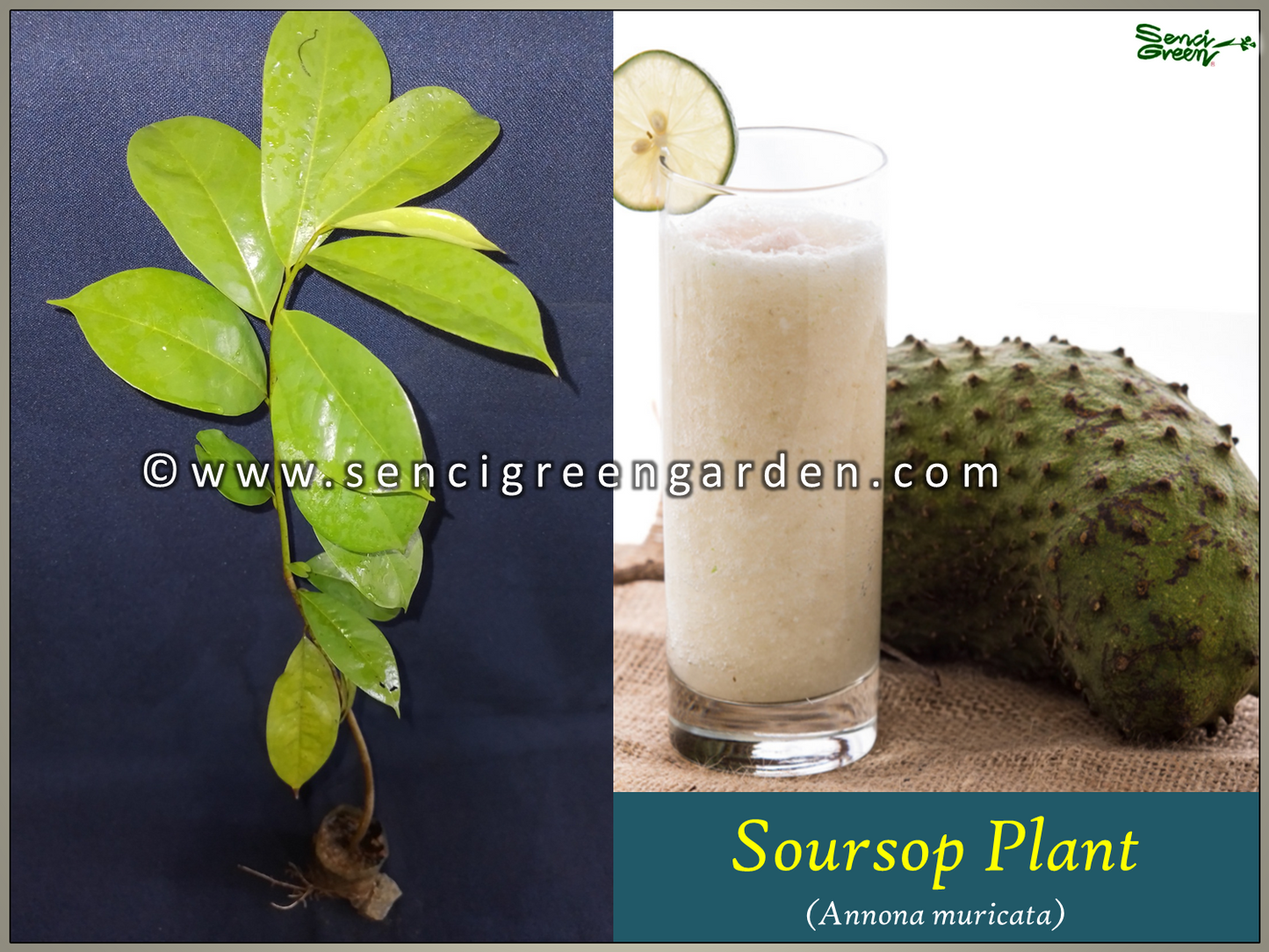 Soursop Plant (Annona muricata) 8"-12" Inches Size x1 Plant