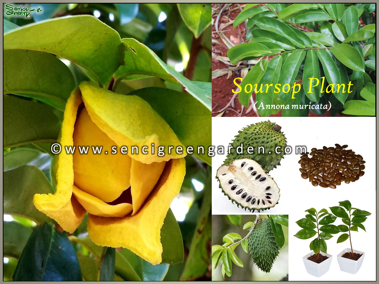 Soursop Plant (Annona muricata) 8"-12" Inches Size x1 Plant