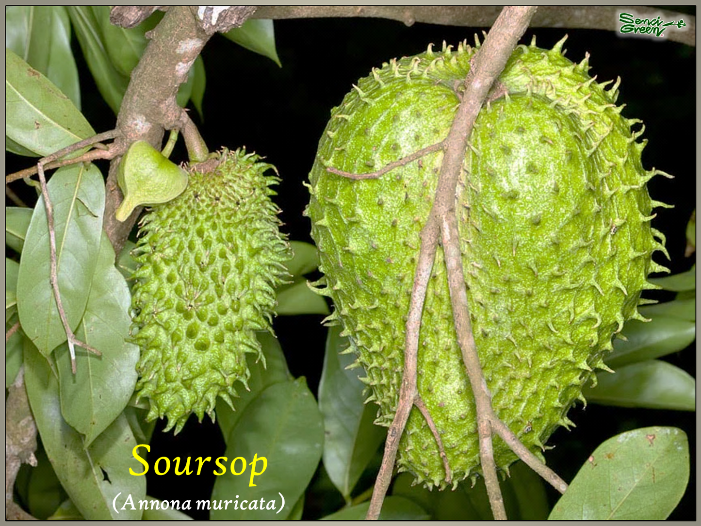 Soursop Plant (Annona muricata) 8"-12" Inches Size x1 Plant