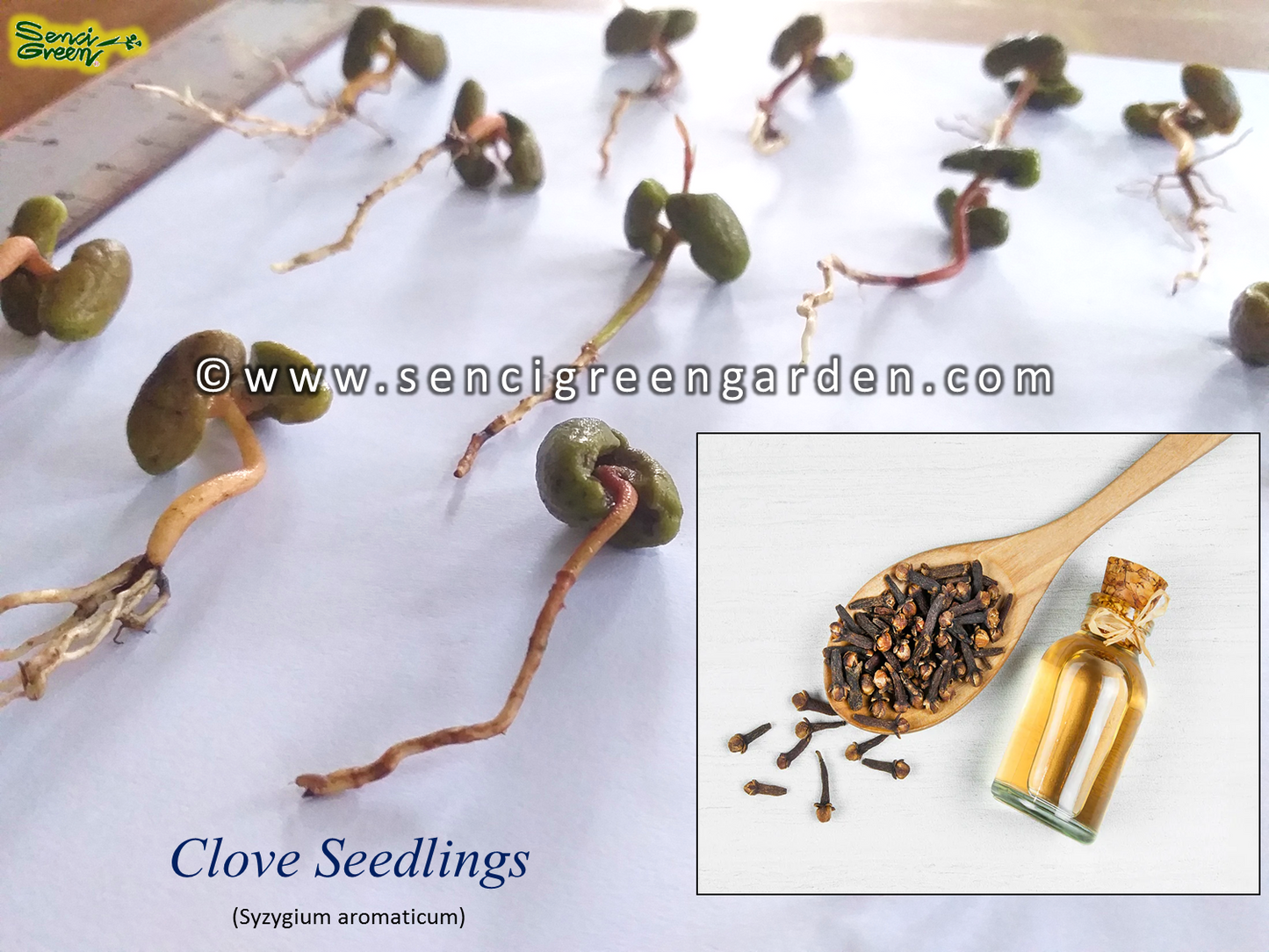 Clove Seedlings (Syzygium aromaticum)