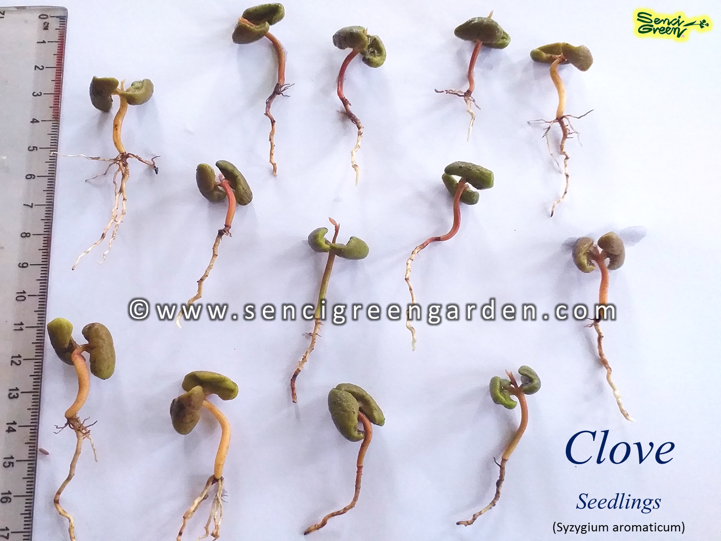 Clove Seedlings (Syzygium aromaticum)