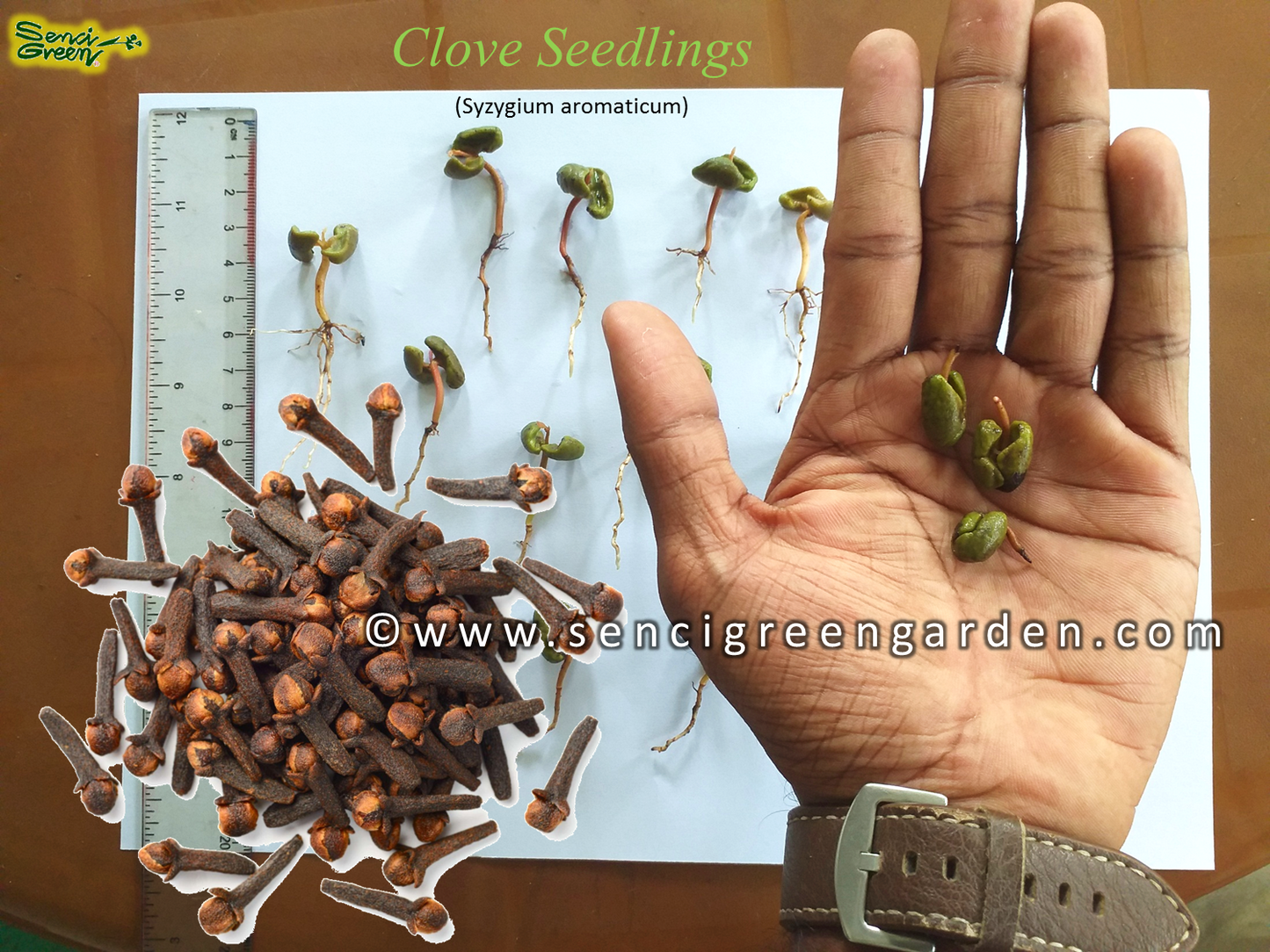 Clove Seedlings (Syzygium aromaticum)