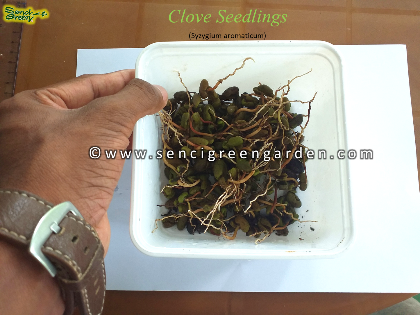 Clove Seedlings (Syzygium aromaticum)