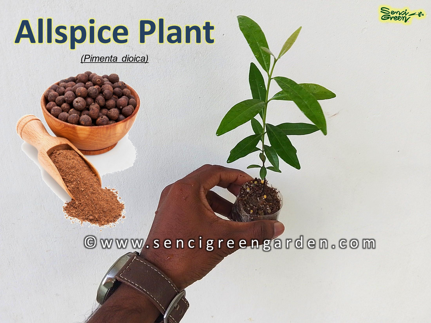 Allspice Jamaica pepper (Pimenta dioica)