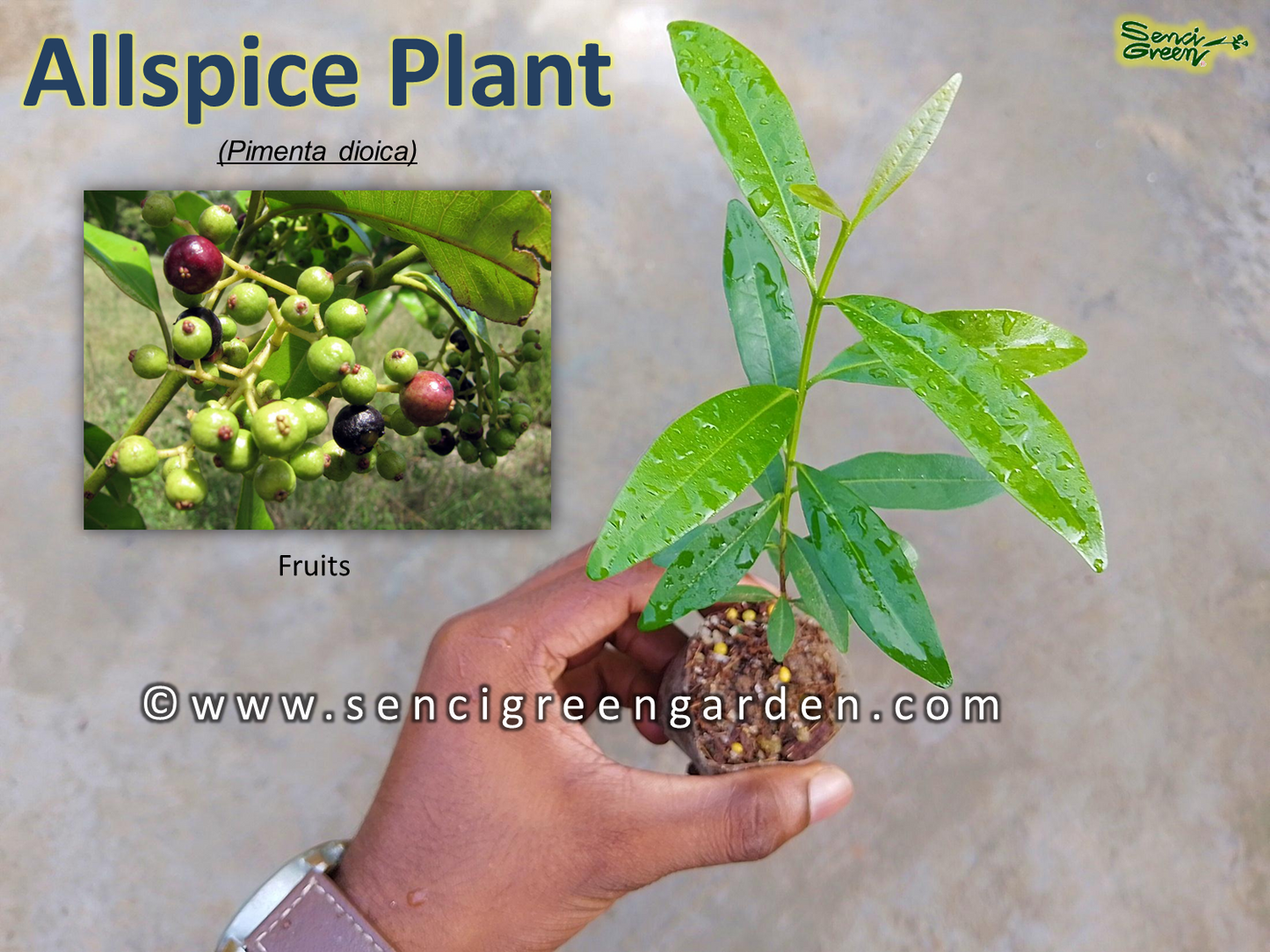 Allspice Jamaica pepper (Pimenta dioica)