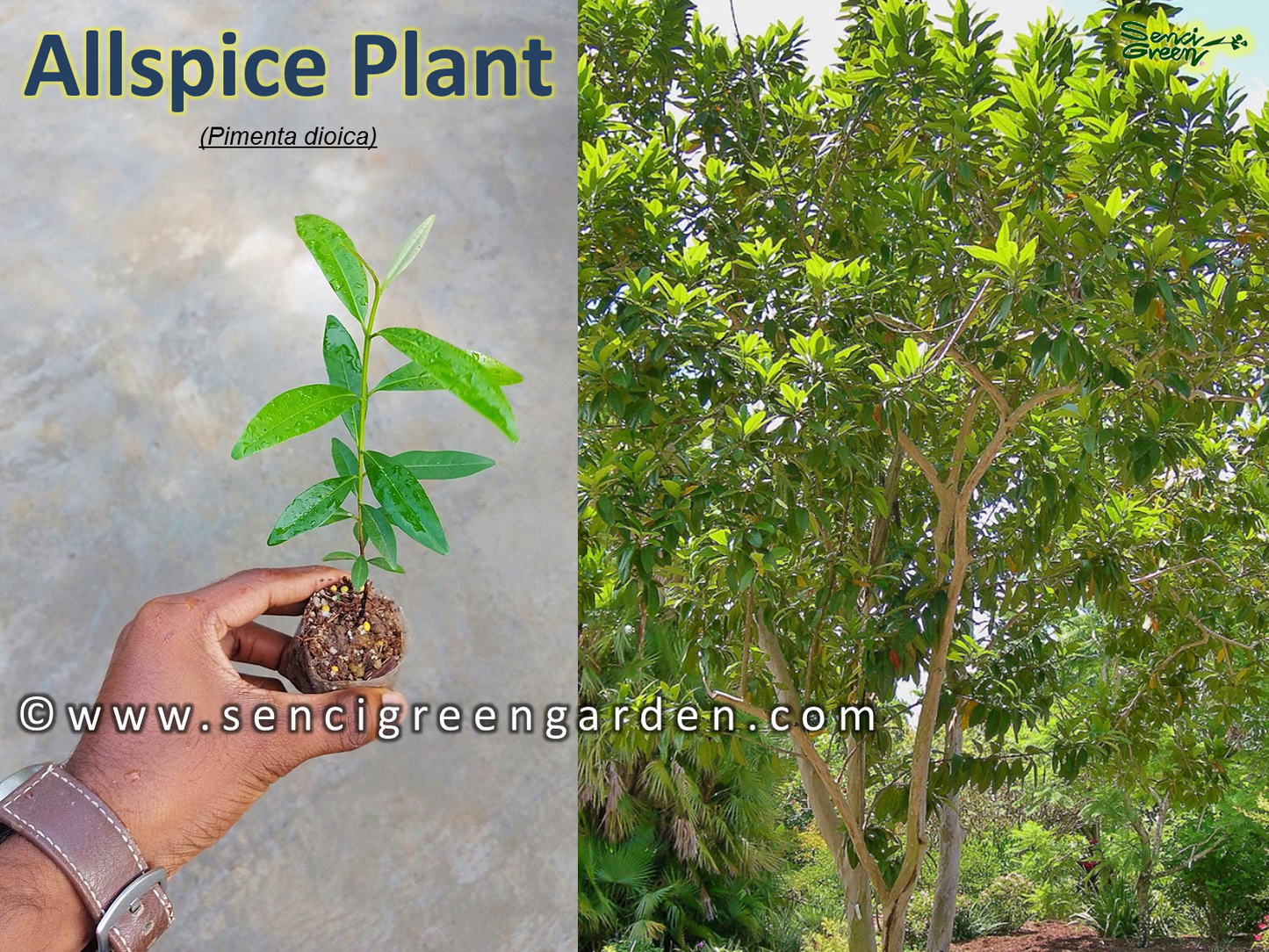 Allspice Jamaica pepper (Pimenta dioica)