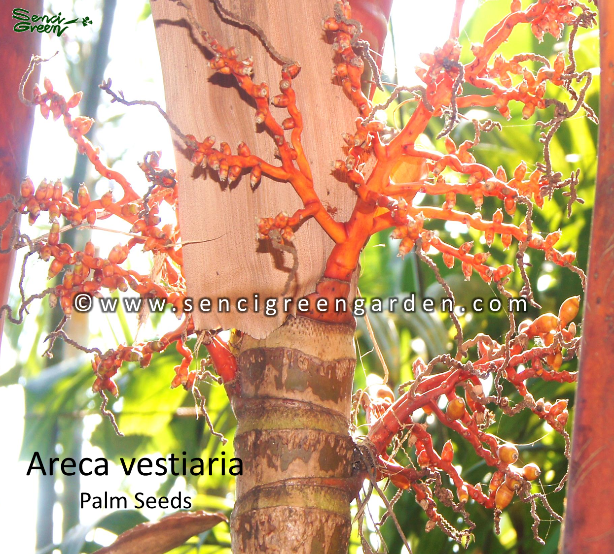 Areca vestiaria palm seeds