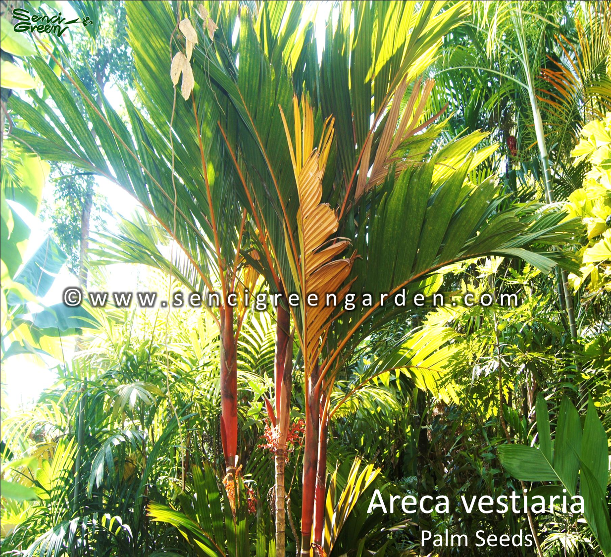 Areca vestiaria palm seeds