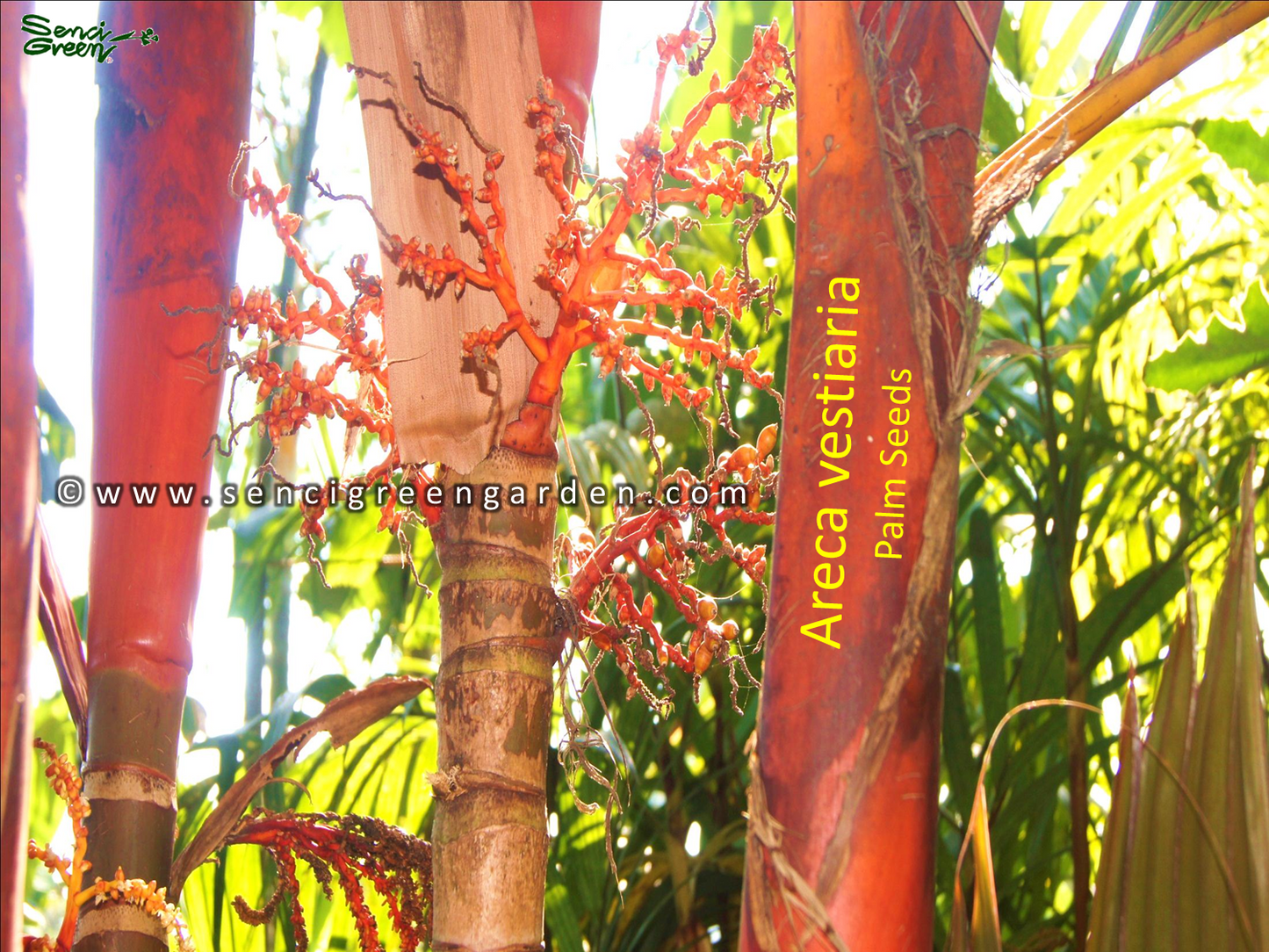 Areca vestiaria palm seeds