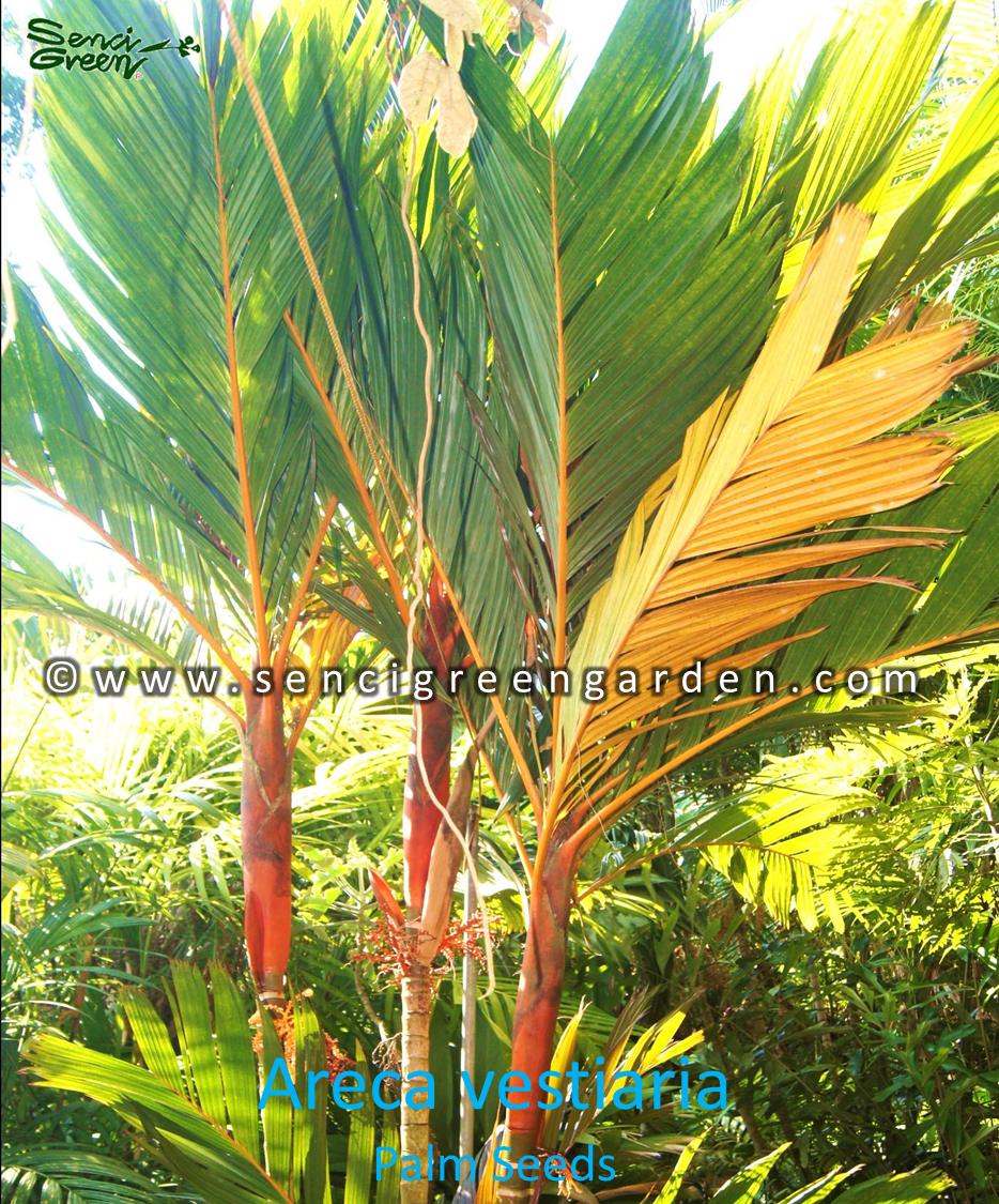 Areca vestiaria palm seeds