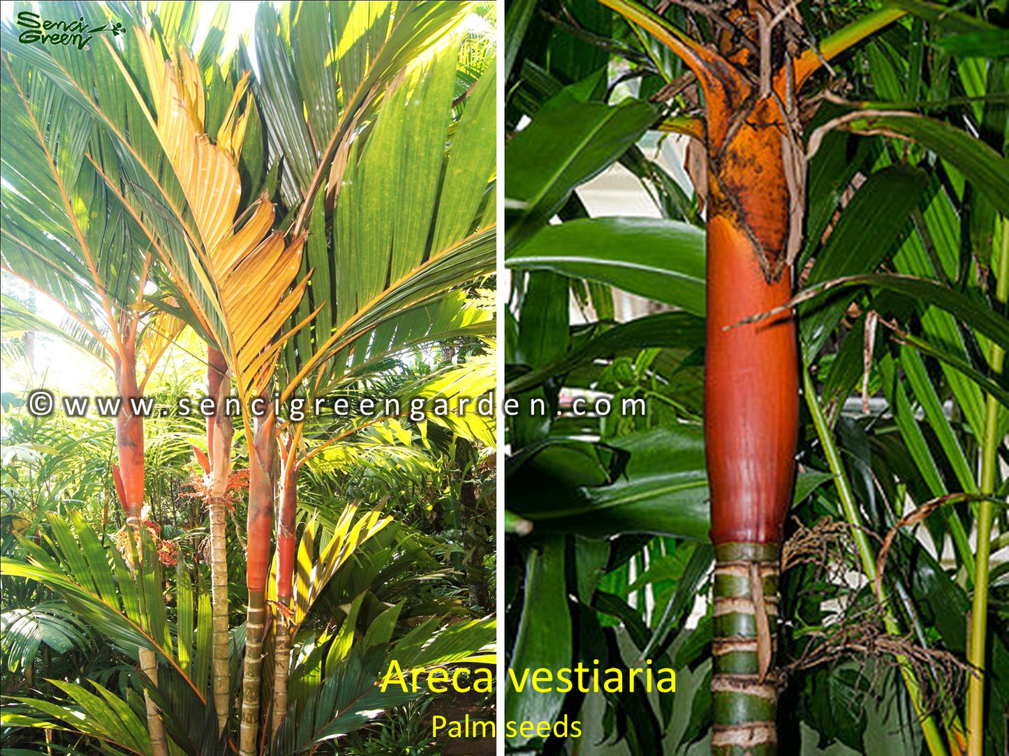 Areca vestiaria palm seeds