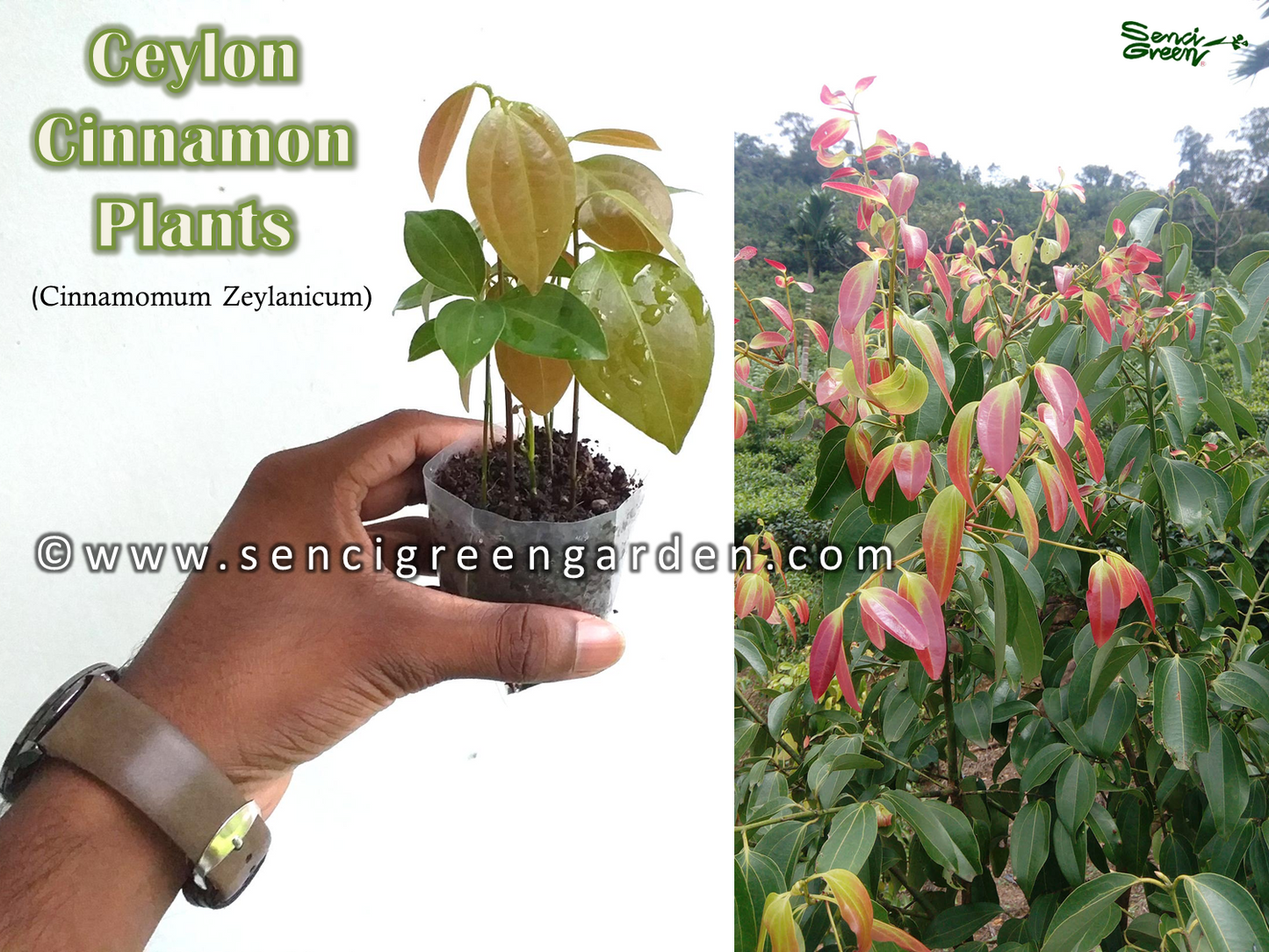cinnamon plants