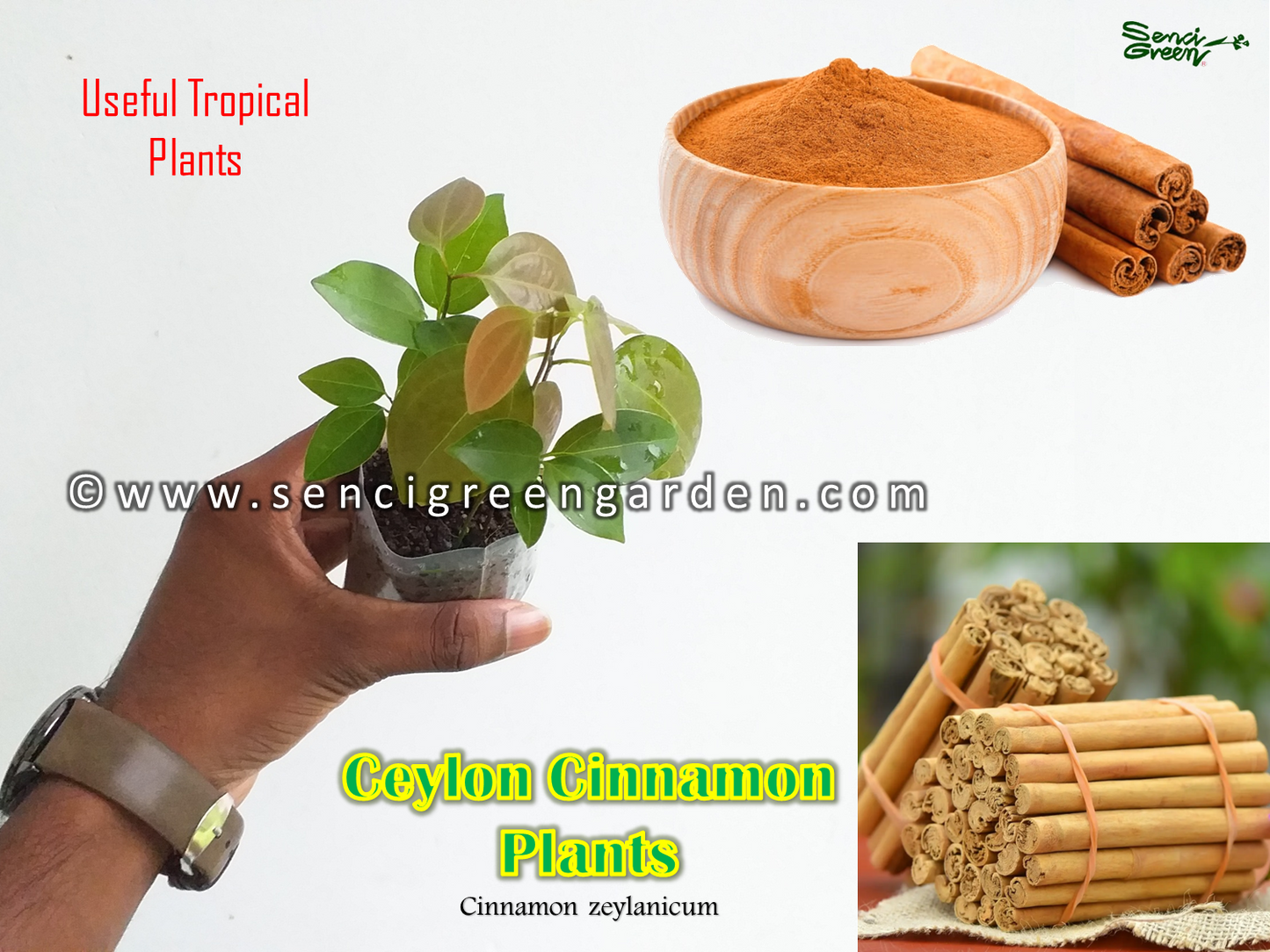 cinnamon plants